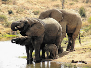 A man was killed an elephant at Kruger National Park while poaching with his accomplices.
