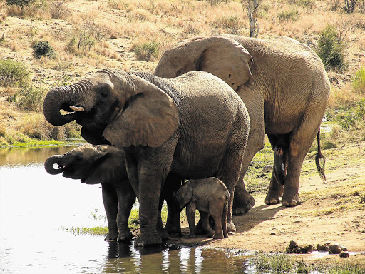 I'LL NEVER FORGET YOU: The pensioner elephants at a watering hole in the Pilanesberg Game Reserve.