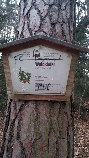 Waldkiefer