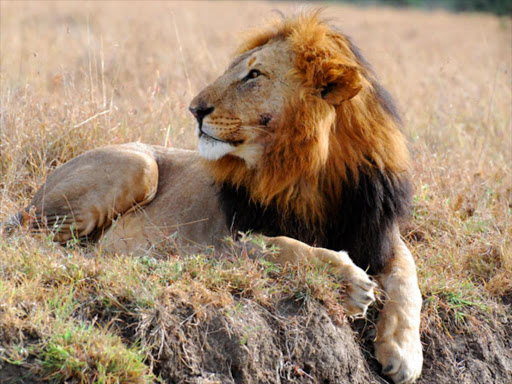 A lion at Ol Pejeta Conservancy.