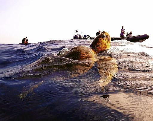 A curious turtle checks out the Freediving SA boat at Aliwal Shoal, 4km off the coast of Umkomaas in KwaZulu-Natal.