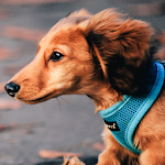 dachshund wallpapers Apk