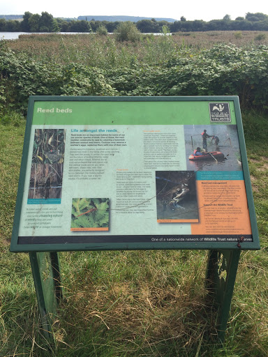 Attenborough Nature Reserve Reed Bed Information Board 
