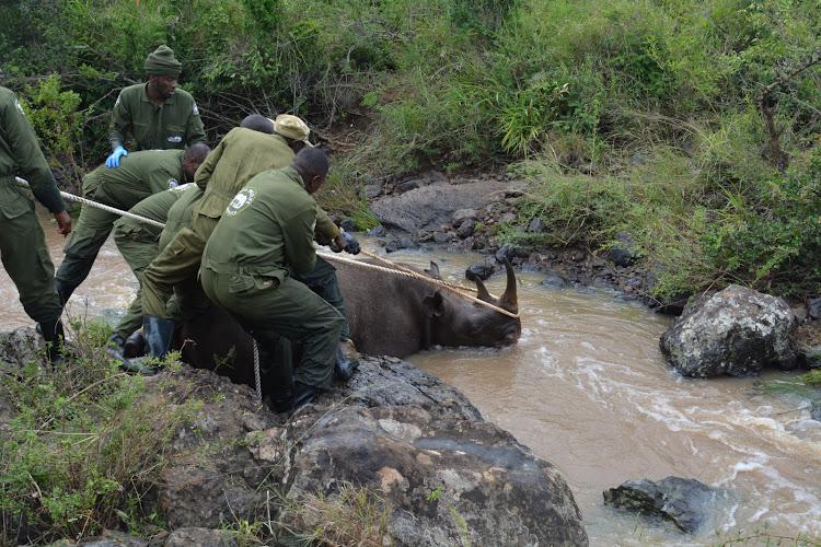 Kenya Wildlife Service Veterinary and Capture Rangers rescuing a black Rhino from a river at the Nairobi National Park on January 16, 2024.