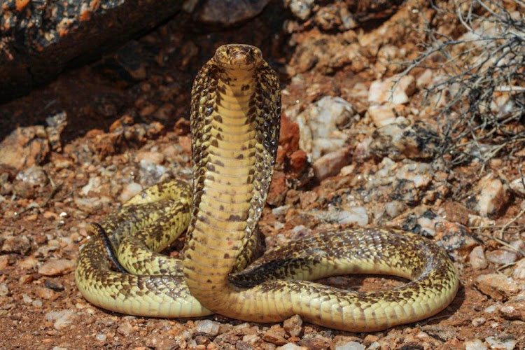 The Cape cobra is one of South Africa's many venomous snakes. Health minister Dr Joe Phaahla has been urged by medical and trauma practitioners to intervene to alleviate a critical shortage of antivenom. File image