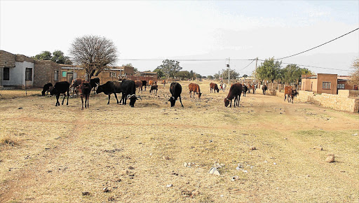 EXPENSIVE PASTURE: Cattle graze on Khubamelo Road, in Mmakaunyane, North West. The Moretele local municipality has spent R4.7-million to build the road