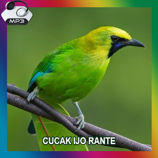 How to get Master Cucak Ijo No 1 Terbaik 1.0 apk for laptop