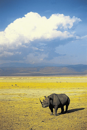 ON BORROWED TIME: One of Tanzania's last remaining black rhinos. The Endangered Wildlife Trust recently counted 240 new organisations raising money for rhino conservation