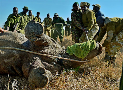 Kenya Wildlife Services (KWS) rangers and vets try to move a tranquillised wild female black rhino named Tupac at Lewa Wildlife conservancy on August 27, 2013.