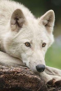 How to get Gray Wolf Puzzle 1.2 mod apk for laptop