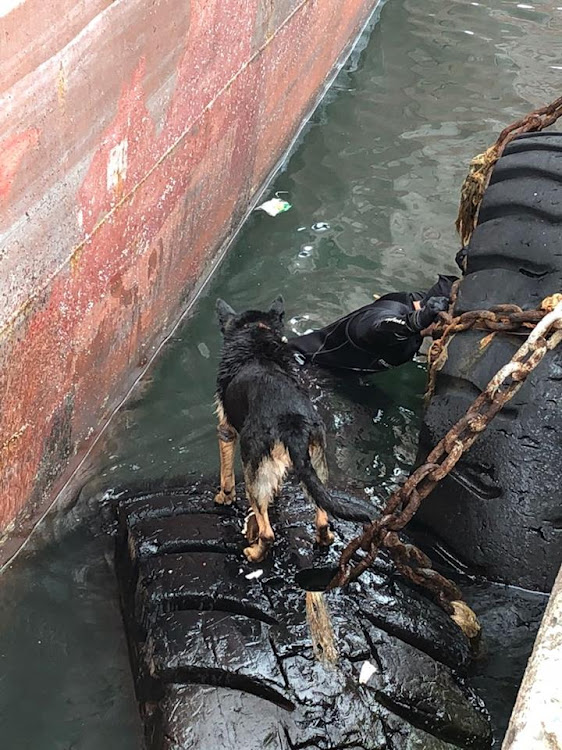 A police K9 member searches for the missing diver.