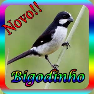 Download Canto De Bigodinho New For PC Windows and Mac