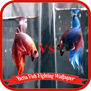 Download Betta Fish Fighting Game Wallpaper For PC Windows and Mac