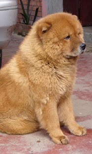 How to install Chow Chow Dogs Wallpapers 1.0 mod apk for bluestacks