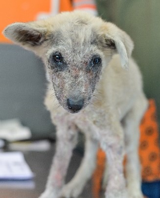 This puppy is now on the road to recovery after being at death's door on a dump site.