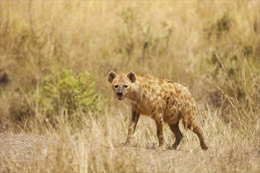 Spotted hyena stands alert in dried grass - Stock image