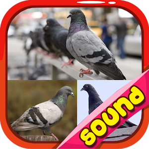 Download Pigeon Noise For PC Windows and Mac