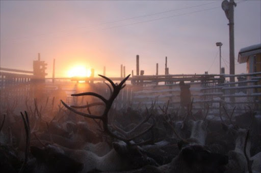Reindeer stand in a holding pen at a farm in Lovozero. In a billowing cloud of white, Russia's Arctic herders drive thousands of panting and wild-eyed reindeer through the knee-deep snow to slaughter. File picture.