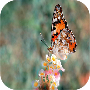 Download Butterfly Wallpapers For PC Windows and Mac