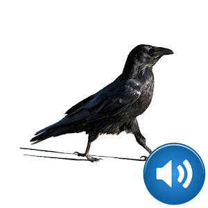 Download Crow Sounds For PC Windows and Mac