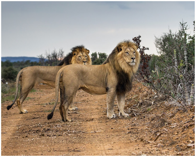 A pride of lions will be recaptured and released in Kruger park.