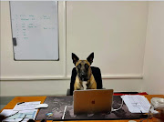 Odi, a search and rescue dog with IPSS medical rescue, is on 'light duty' at the office after undergoing surgery.