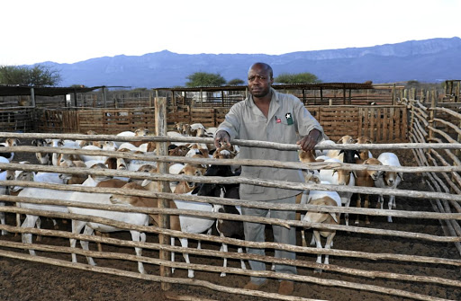 Limpopo farmer Emmanuel Mudau owns hundreds of sheep and goats.