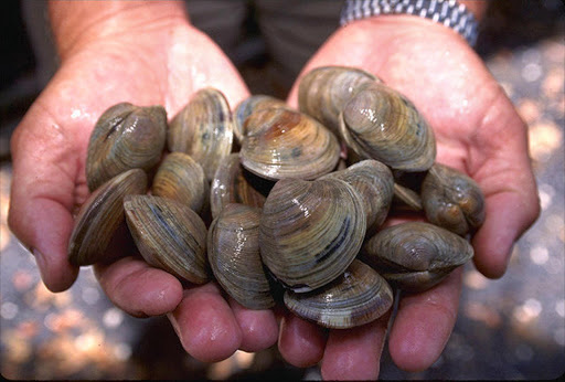 Quahog (hard clams). File photo