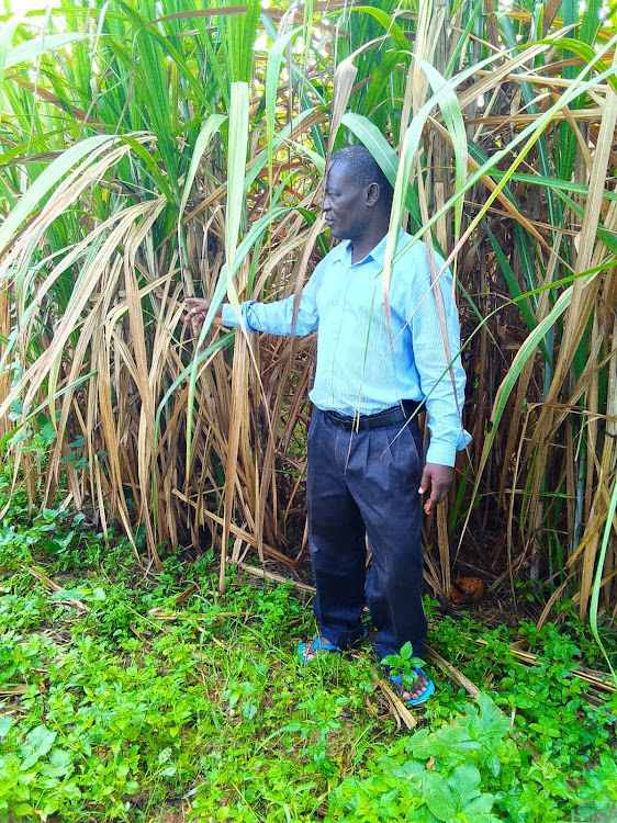 The Kenya National Federation of Sugarcane Farmers deputy secretary general Simon Wesechere inspects his cane in Mumias on Wednesday