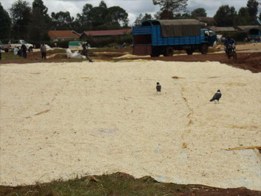 Farmers drying maize In Eldoret.