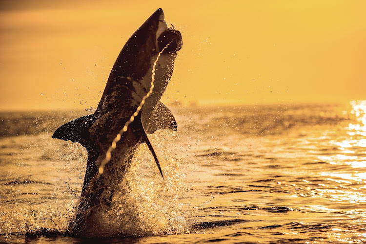 South Africa is still permitting unsustainable shark fishing operations in its waters, say the authors. Stock photo.