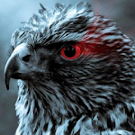 bird of prey live wallpaper Apk