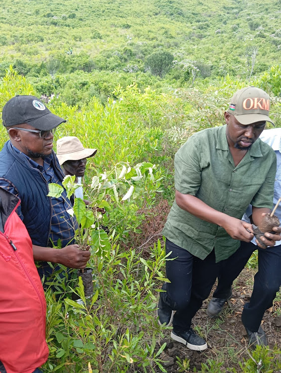 Transport Cabinet Secretary Kipchumba Murkomen during the tree planting exercise in Homa Bay on May 10, 2024.