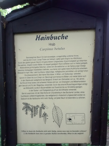 Hainbuche