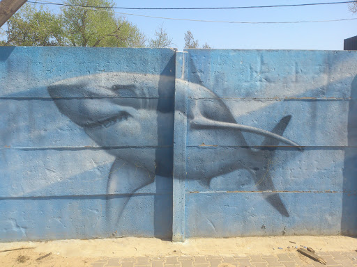 Граффити  Акула