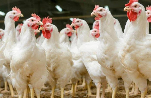 Consumers should brace themselves for possible fresh egg and fresh chicken shortages as the results of avian influenza filter through. Picture: FILE