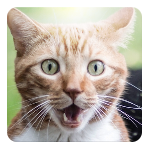 Cat kitty sound widget.apk 1.2