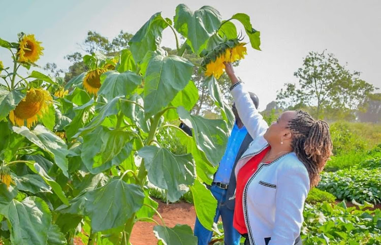 Kenya Seed Company chairperson Wangui Ngirici looks at a sunflower plant in one of the agricultural sections of the Nairobi Agricultural Show
