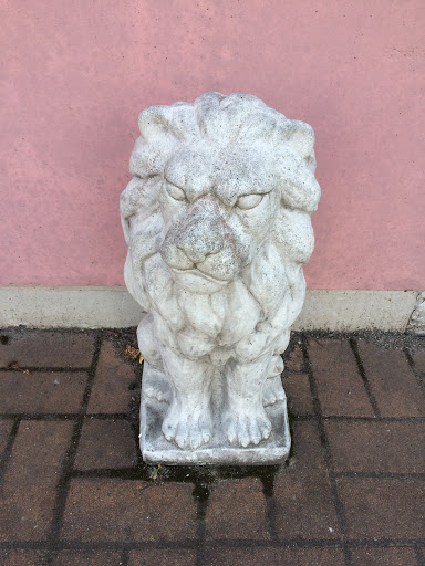 Grumpy Lion