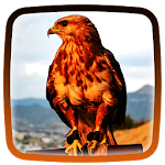 Hawks Live Wallpaper Apk