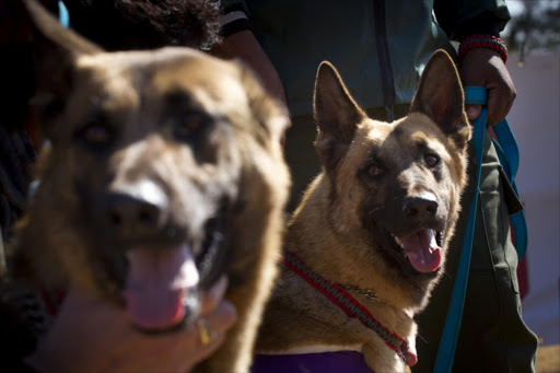 Toby and Russell relax after graduating at the Mechem facility in Centurion, near Pretoria, South Africa on July 11, 2012. The dogs graduated from Mechem as part of a rhino conservation programme. They will be used to track and apprehend rhino poachers. Picture credits: Gallo Images