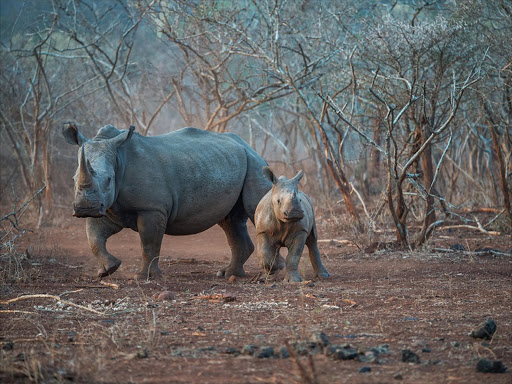 "On an afternoon game drive in Zimanga Private Game reserve, KwaZulu-Natal, we came across this white rhino and her calf running away in the last light of day. It was interesting to see how the mother was never far from the young calf," observes the photographer.