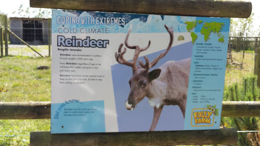 Folly Farm Reindeer