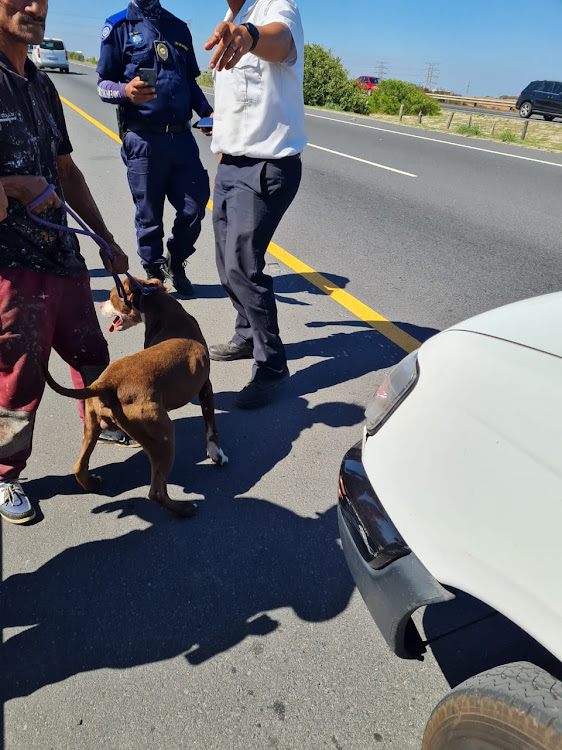 A pit bull involved in a dog fight was confiscated by members of Cape Town's recently created team dedicated to curbing dog fights.