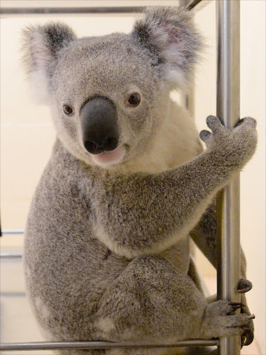 This handout photo taken on July 26, 2014 from the Australia Zoo shows "Timberwolf" the koala in Beerwah, who is lucky to be alive after surviving a terrifying 88-kilometre ride down a busy Australian freeway clinging to the bottom of a car.