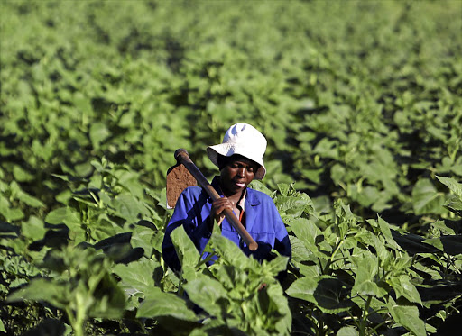 A farmworker shoulders a hoe in North West. Pests such as locusts and fall armyworm tend to enter South Africa from the north, putting the province at the front line.