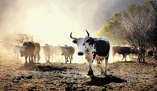 TIL THE COWS COME HOME: Herding the resident Nguni cattle is just one of the activities on offer at Thabaphaswa, outside Mokopane in Limpopo province