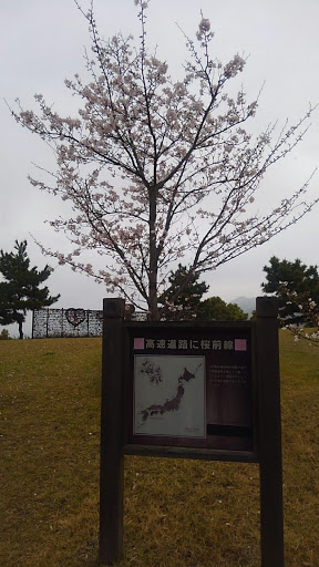 高速道路に桜前線