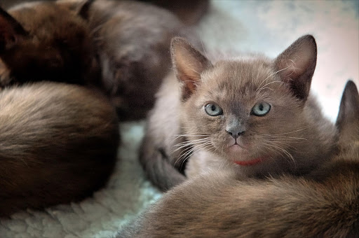 A brown European Burmese kitten.