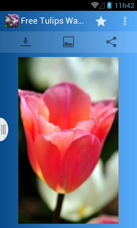 Android application Free Tulips Wallpapers HD screenshort